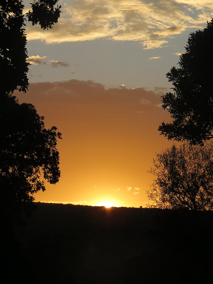coucher de soleil, silhouette, Afrique du Sud, orange, arbres