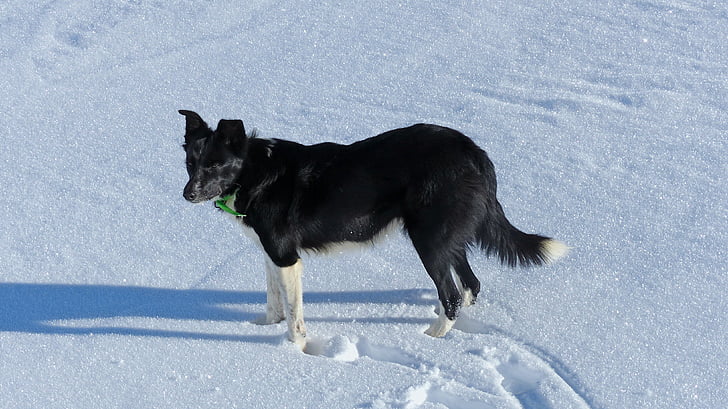 naminių gyvūnų, šuo, kolis, aviganis, sniego, žiemą