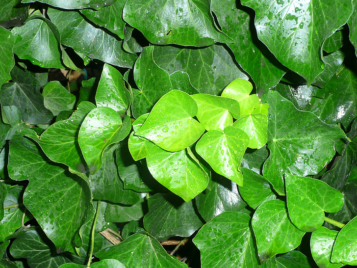 nature, plants, spring