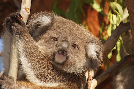 Koala, Ausztrália, koala medve, lusta, többi, állat, természetvédelem