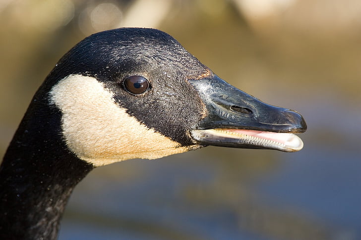Canada goose, Portret, Close-up, hoofd, zwart, wit, op zoek