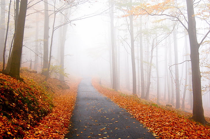 wood, field, covered, fall, leaves, foggy, weather