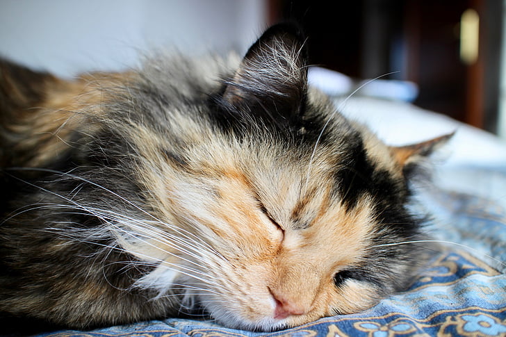 gato, soneca, felino, animal de estimação, focinheira, relaxamento, Miao