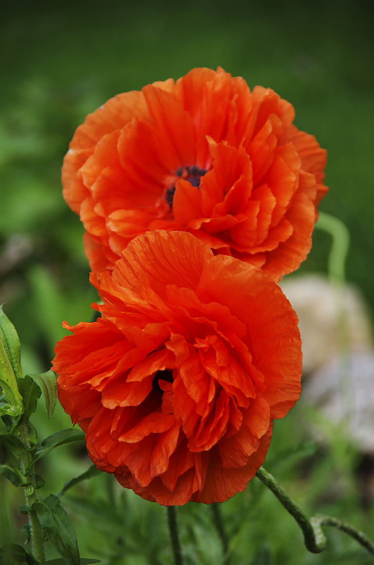 poppy's, orange, flower, blossom, spring, garden