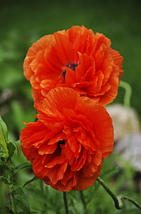 Poppys, Orange, Blume, Blüte, Frühling, Garten