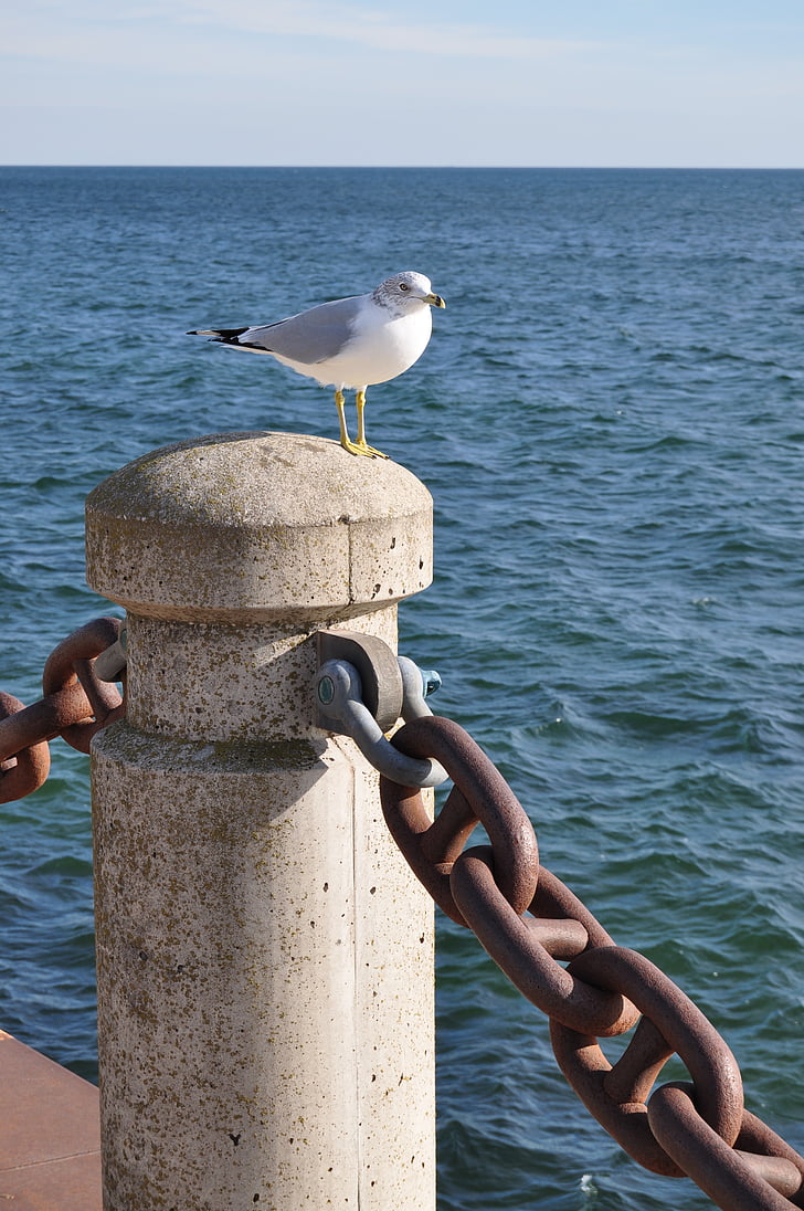 seagull, waterfront, bird, waterbird, chain, shorebird, sea