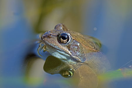 common frog, amphibians, rana temporaria, spring, one animal, reptile, animals in the wild
