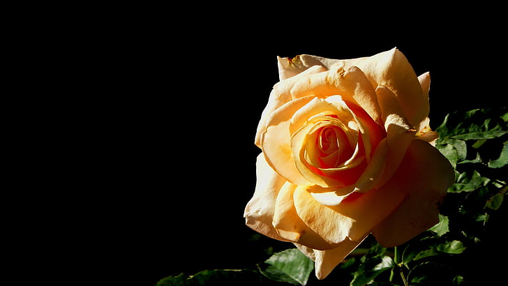 Rosa, gelb, Blume, Makro, Garten, Natur, Rose - Blume