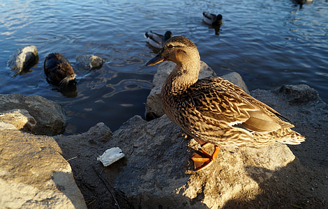 duck, water bird, pond, water, wild, nutria, bird
