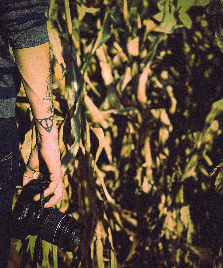 person, Holding, DSLR, kameran, hand, majsfält, majsfält
