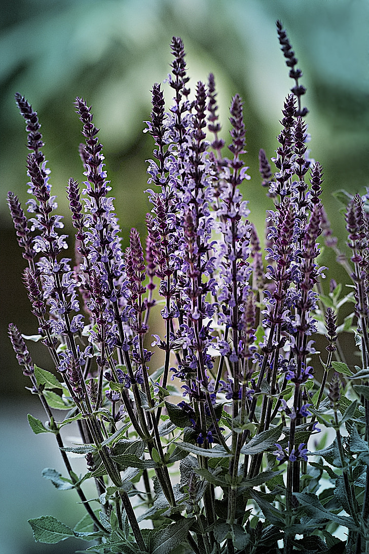 lavender, purple, lavender flowers, flower, lavandula, spice, fragrant
