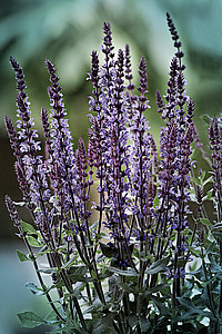 Lavender, ungu, bunga lavender, bunga, Lavandula, rempah-rempah, wangi