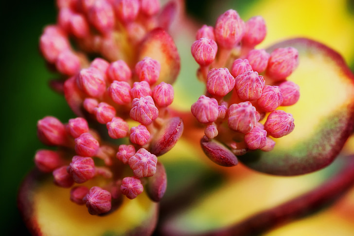 Stenurt (Hylotelephium) sieboldil, blomsterknopper, makro, close-up, natur, uden for, sommer
