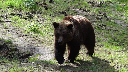 oso de, mamíferos, Teddy, bosque, bosques, oso pardo