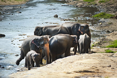 животни, бебе, слонове, околна среда, семейство, стадо, голям