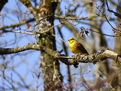 Escrevedeira-amarela, pássaro, filial, natureza
