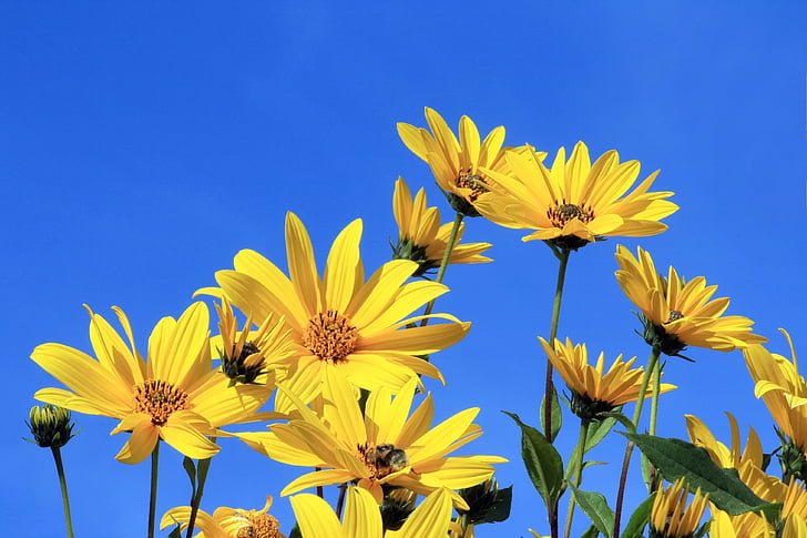 jordskokk, gul blomst, blå himmel, gul, blå, blomst, natur