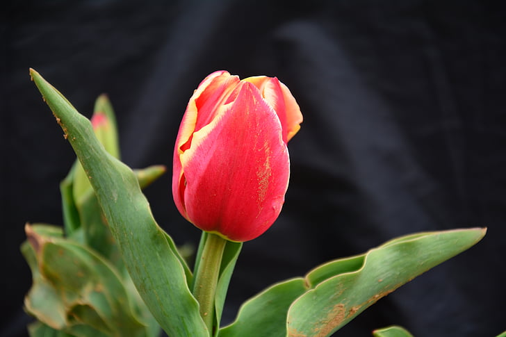 tulip, flower, chunhua