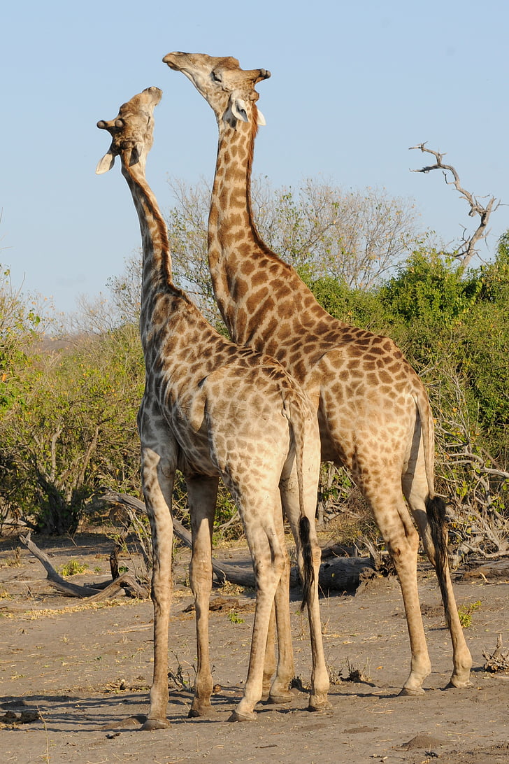 Botswana, Chobe, giraffen, spelen, Afrika, Giraffe, dieren in het wild