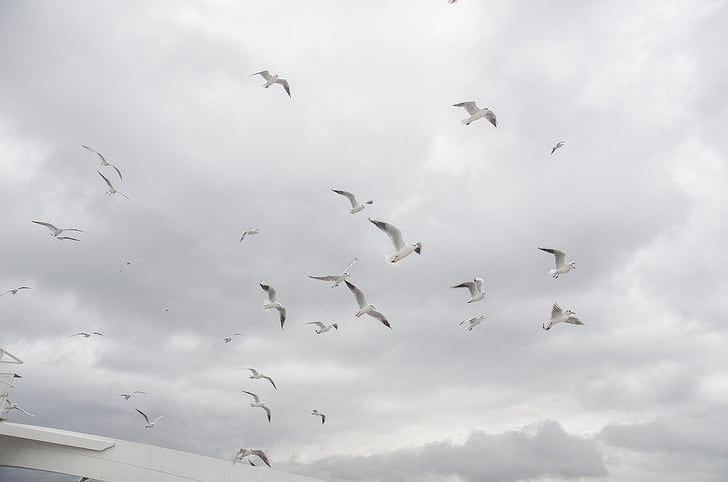 Seagull, Sky, molnet, fåglar