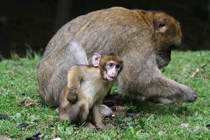 monkey, baby, nature, forest, enclosure, äffchen, monkey child