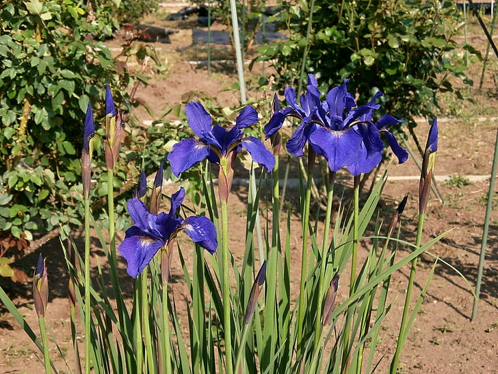 Iris, a l'estiu, flors de principis d'estiu, flors, flors blaves