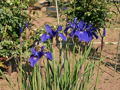 Iris, la începutul verii, flori de vară timpurie, flori mov, flori albastre