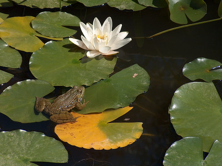 frog, waterlily, prince, lake