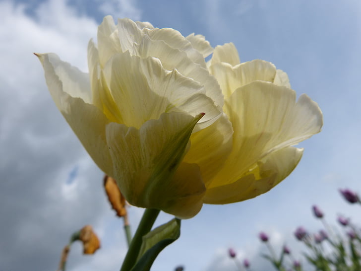 tuberous plant, full tulip, white, sky, flower, blossom, bloom