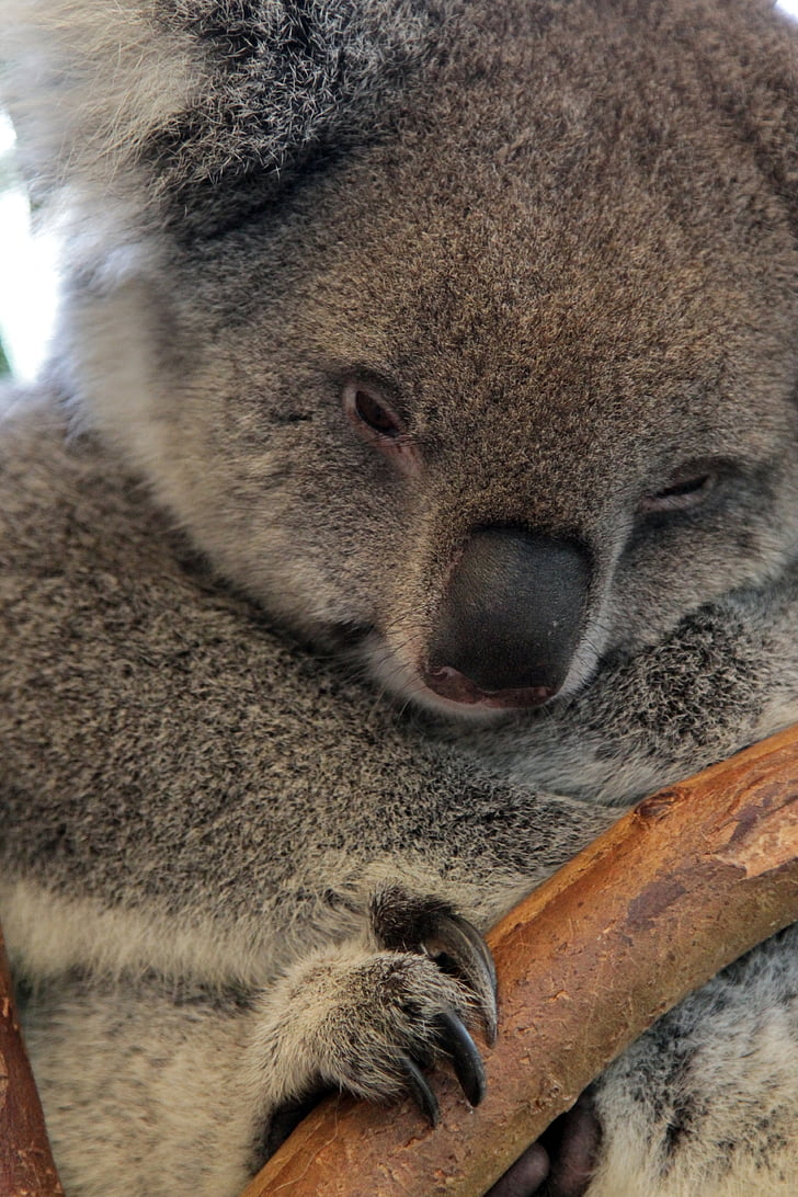 Koala, Björn, Australien, djur, däggdjur, vilda, naturen
