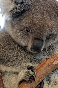 Koala, ours, Australie, animal, mammifère, sauvage, nature