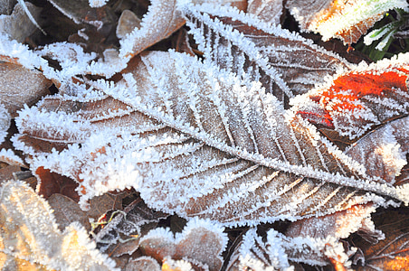 frost, cold, leaf, leaves, winter, white, blue