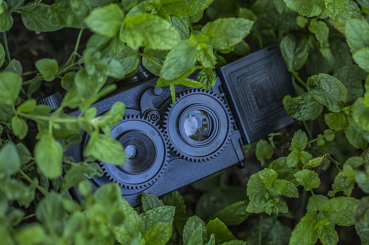 camera, close-up, leaves, plant, vintage, camera - Photographic Equipment, equipment