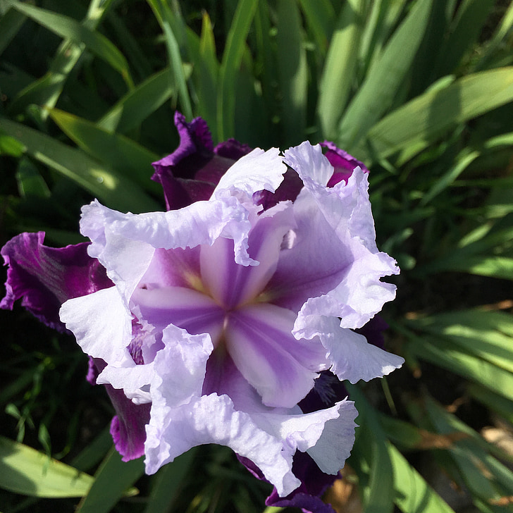Iris, fialový květ, fialový kosatec