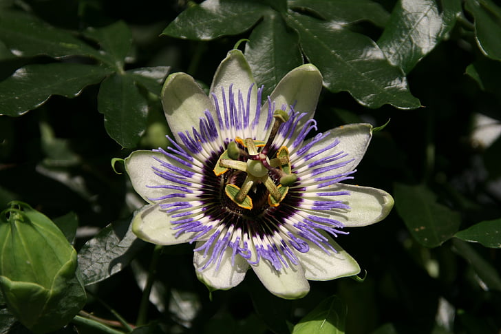 blossom, bloom, nature, close