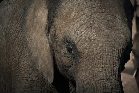 animal, close-up, elefant, pachyderm, vida silvestre, mamífer, natura