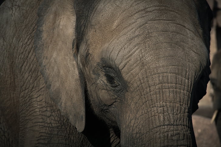 con voi, sở thú, pachyderm, đầu, động vật, động vật hoang dã, động vật có vú