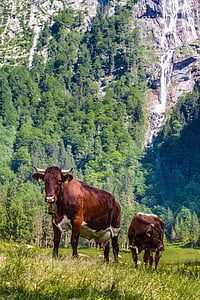 montagne, ALM, vaches, animaux, vache, viande bovine, pâturage