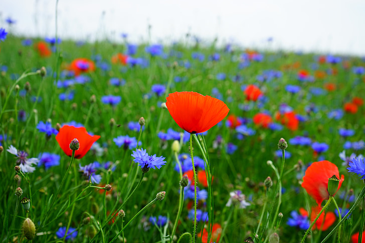 fältet av vallmo, kornblumenfeld, klatschmohnfeld, klatschmohn, blåklint, blommor, röd