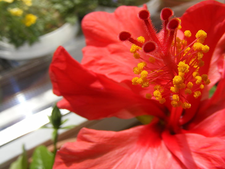 Hibiscus, blomst, rød, stamen, pistil