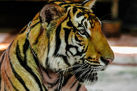 τίγρης, γάτα, πορτρέτο, ζώο, άγρια φύση, ριγέ, σαρκοφάγο ζώο