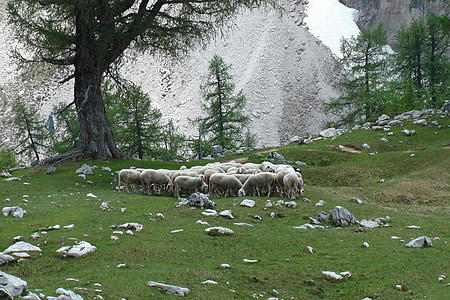 Schafe, Berg, Herde