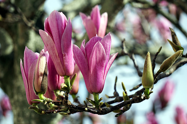 magnolias, flores, árbol, naturaleza, jardín, floración, Botánica
