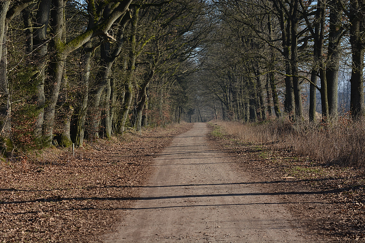 natura, distància, möchsweg, camí del bosc, paisatge, alterar weg, sender