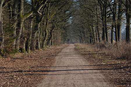 природата, далеч, möchsweg, горски път, пейзаж, променя weg, пътека