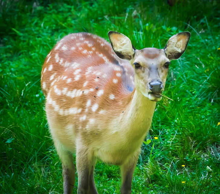roe deer, wild, painting, fallow deer, animal, scheu, nature