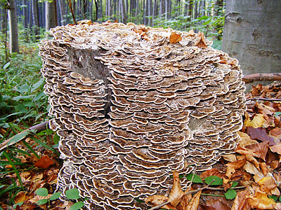houby, odvaha., dřevo, Les, Příroda, podzim, Buková Hora
