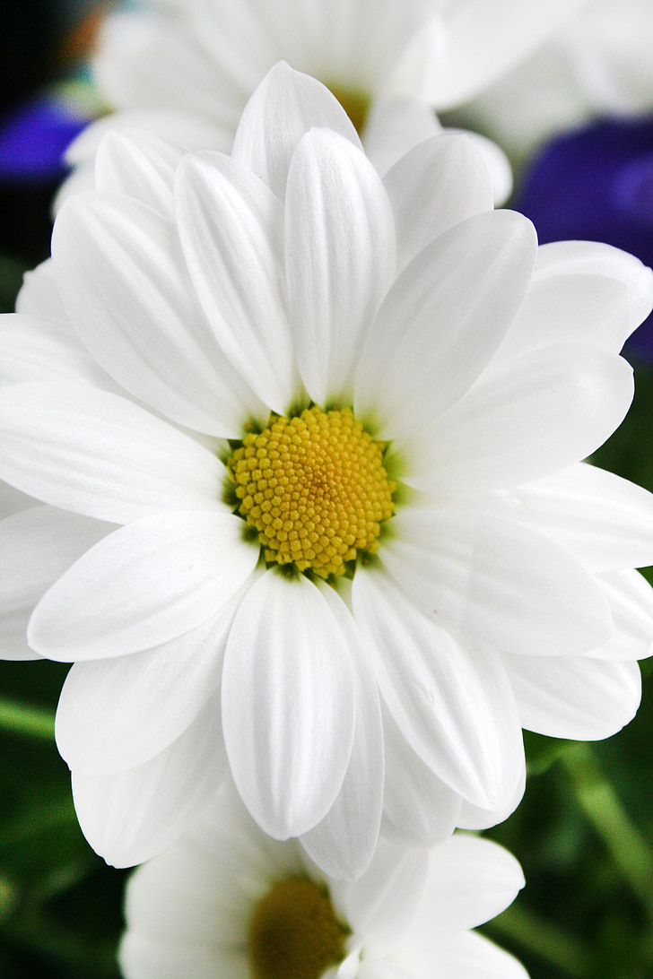 Anlage, Blume, weiß, Natur, Schnittblume, Chrysantheme