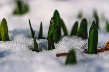 zelena, zamrznuo, list, biljke, biljka, LED, snijeg