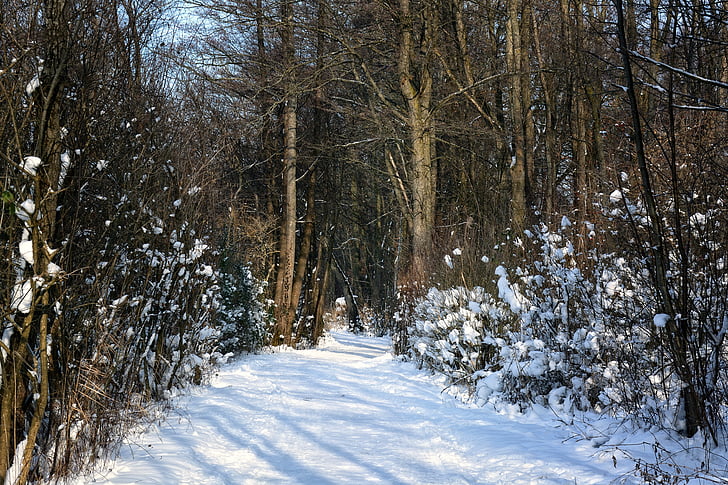 vinter, snö, skogen, bort, träd, vintrig, Winter forest